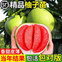 New varieties of pomelo saplings Thai ruby green pomelo three red honey pomelo red heart pomelo grafted seedlings Guangxi Shatian pomelo seedlings