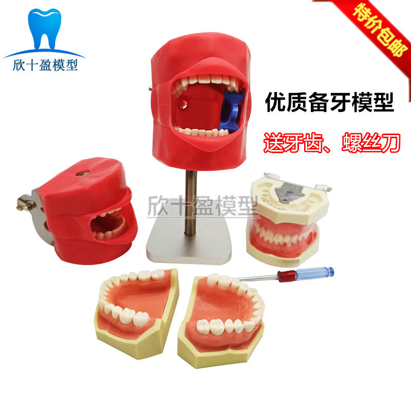 牙科口腔模型 备牙练习模型全口可拆卸牙齿仿真脸皮模型 简易头模