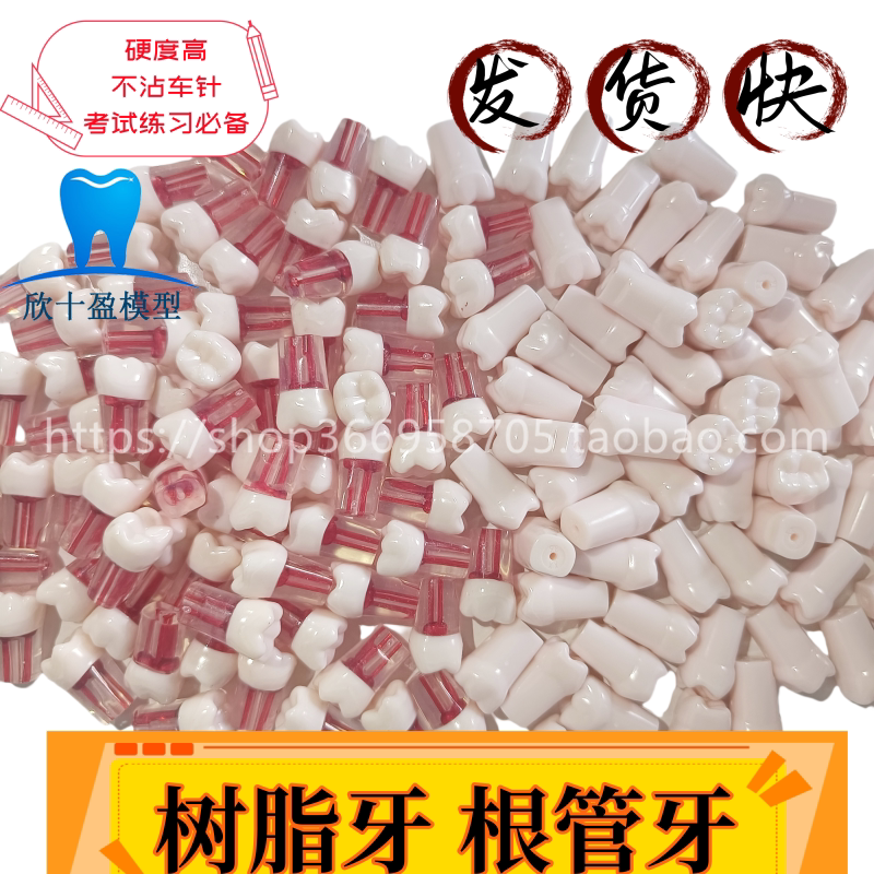 牙医考试备牙练习牙齿牙科树脂仿真牙粒树脂散牙齿口腔立体开髓牙
