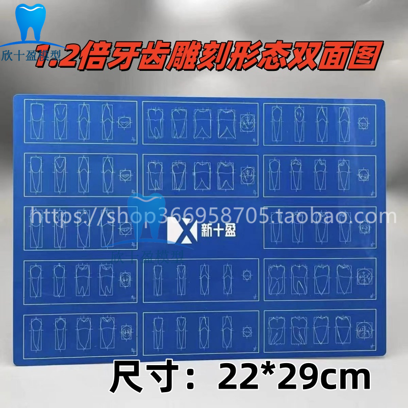 牙科口腔1.2一倍标准牙体雕刻对照浮雕图 线图 雕牙指导参照双面
