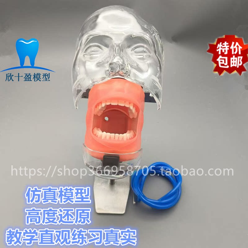 口腔仿真练习头模牙齿模型口腔牙科教学材料器械模牙模型练习模具