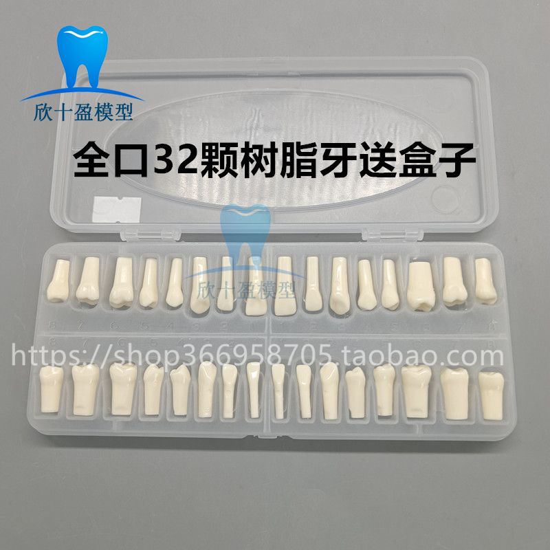 牙医考试备牙练习牙齿牙科树脂仿真牙粒树脂散牙齿口腔全口32颗