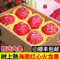 Hainan Red Heart Pitaya Jindu No. 1 Big Fruit Honey Treasure Seasonal Fresh Fruit Sweet Gift Box for Pregnant Women SF Express