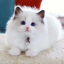 Purebred ragdoll cat kitten cattery pet cute fairy cat sea double blue double cat live baby kitten live animal