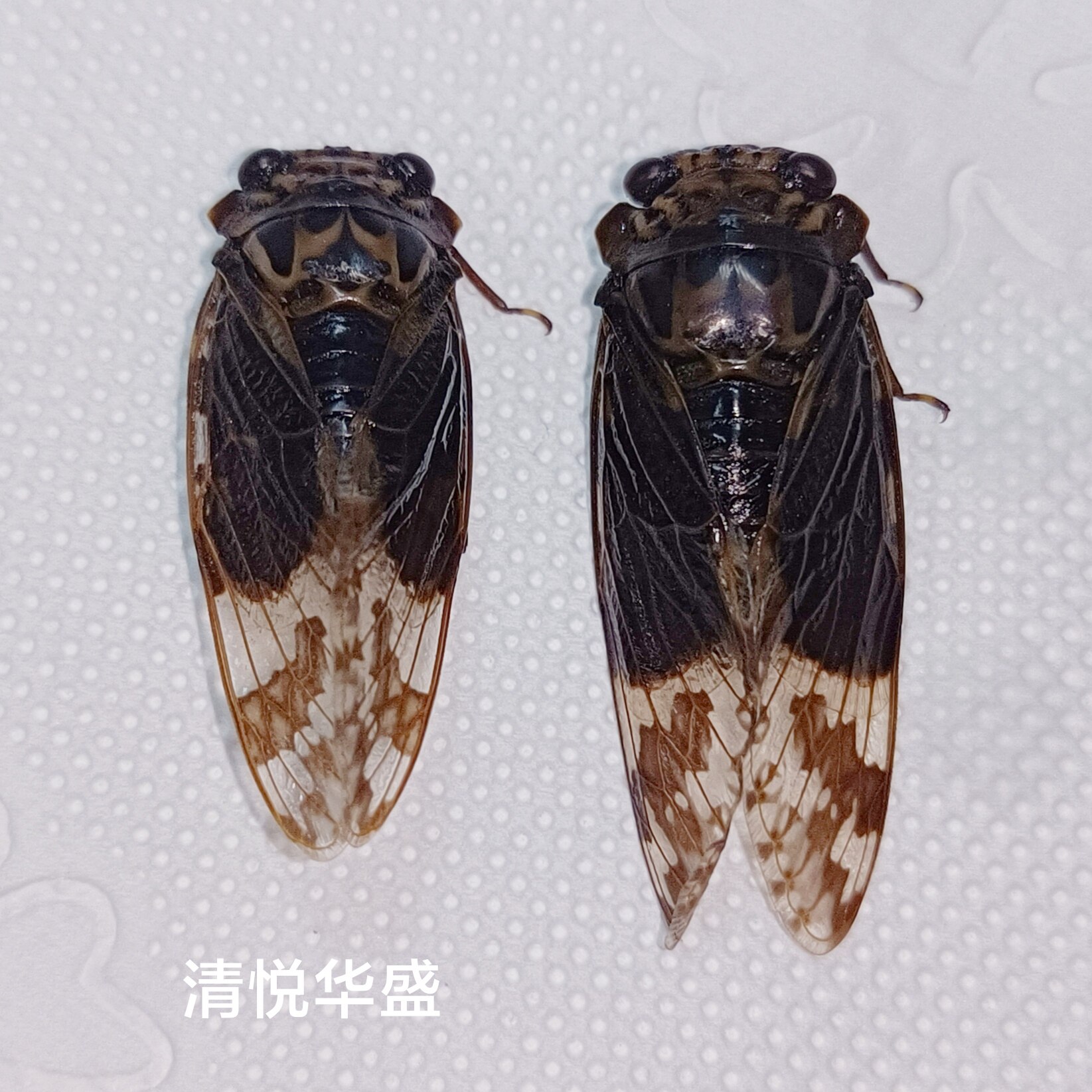 金蝉标本 蟪蛄标本 湿虫未整姿 蝉知了生物科普教学观察 产地湖北