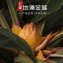 Good looking and well raised floral gushing gold lotus flower plant Buddha flowers large green plant potted flowers to raise immortality