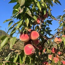 Xiao Sun Miaos mature giant winter peach seedling South Northern grafting now in mid-October