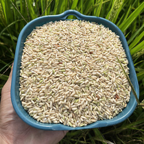 Natural farming brown rice organic glutinous rice low-fat fitness coarse grain rice farm rice whole grains new rice germ rice