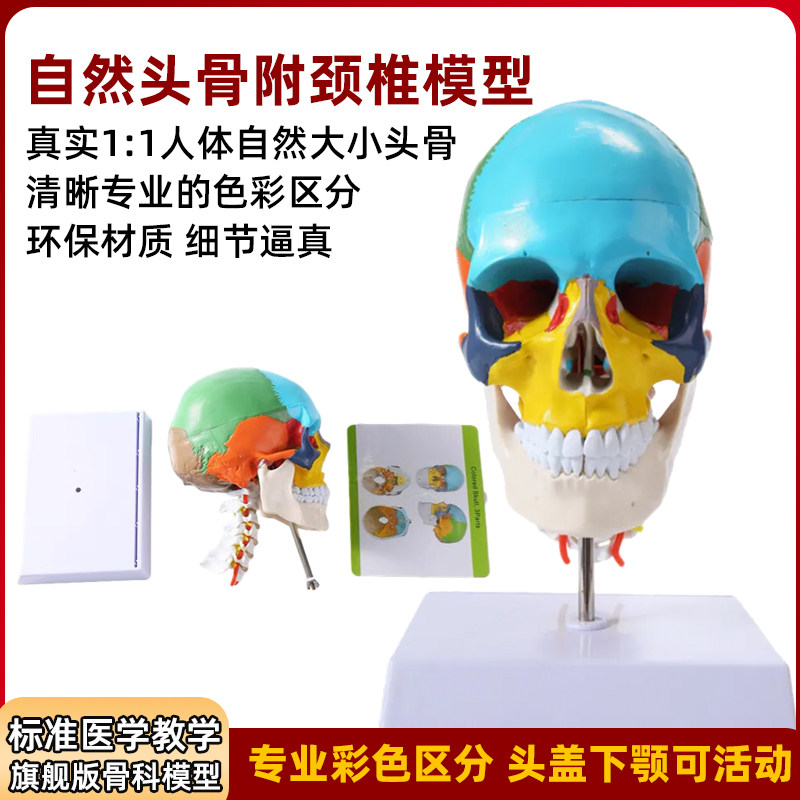 人体仿真头骨解剖模型医学艺用美术素描可拆卸解剖头颅骨着色教具