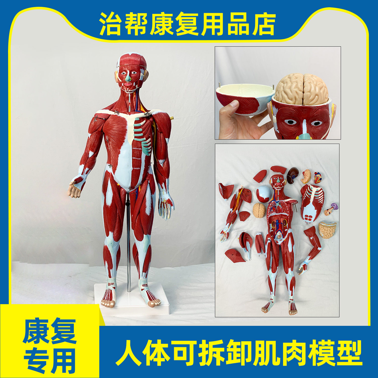 人体肌肉模型骨架结构拆卸医用骨头全身骨骼带肌肉解剖3d模型教学