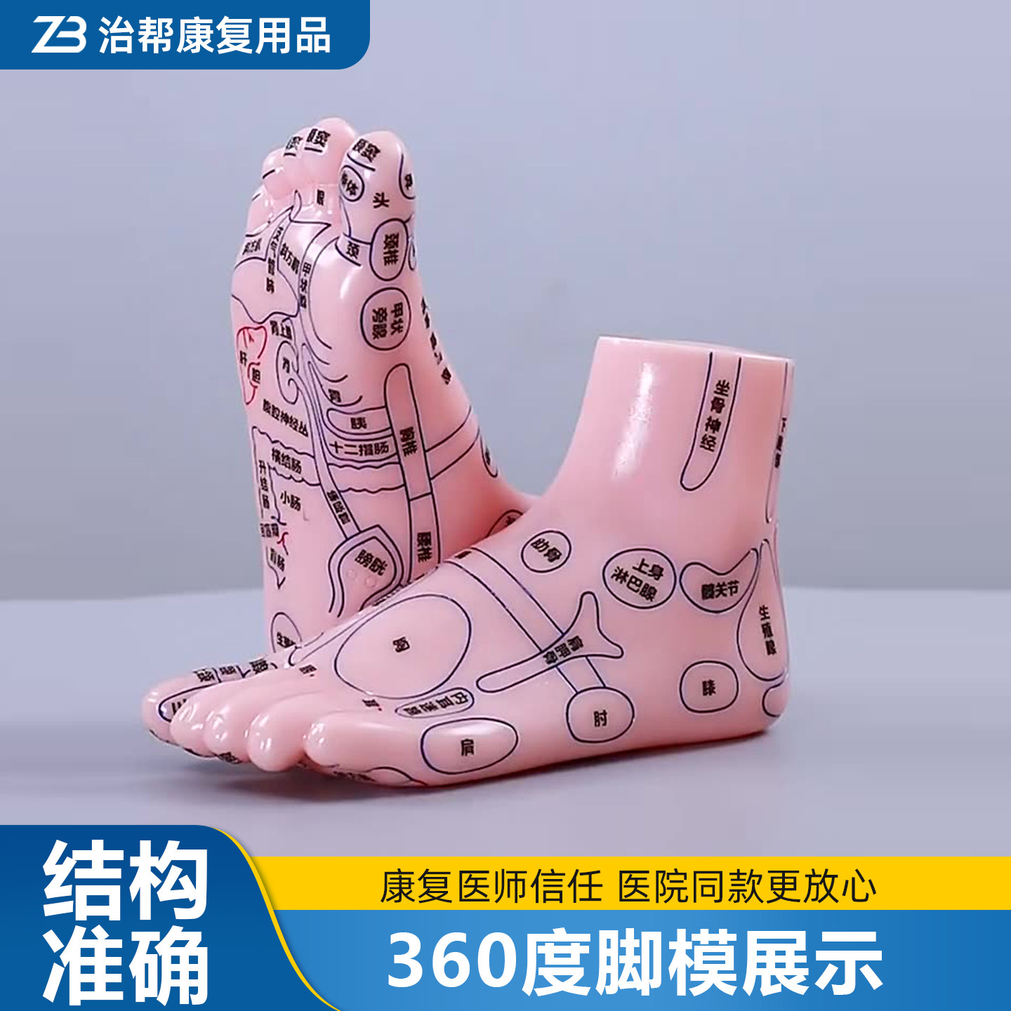 足部反射区按摩模型足底穴位足疗养生保健25CM大号一对装脚丫模具