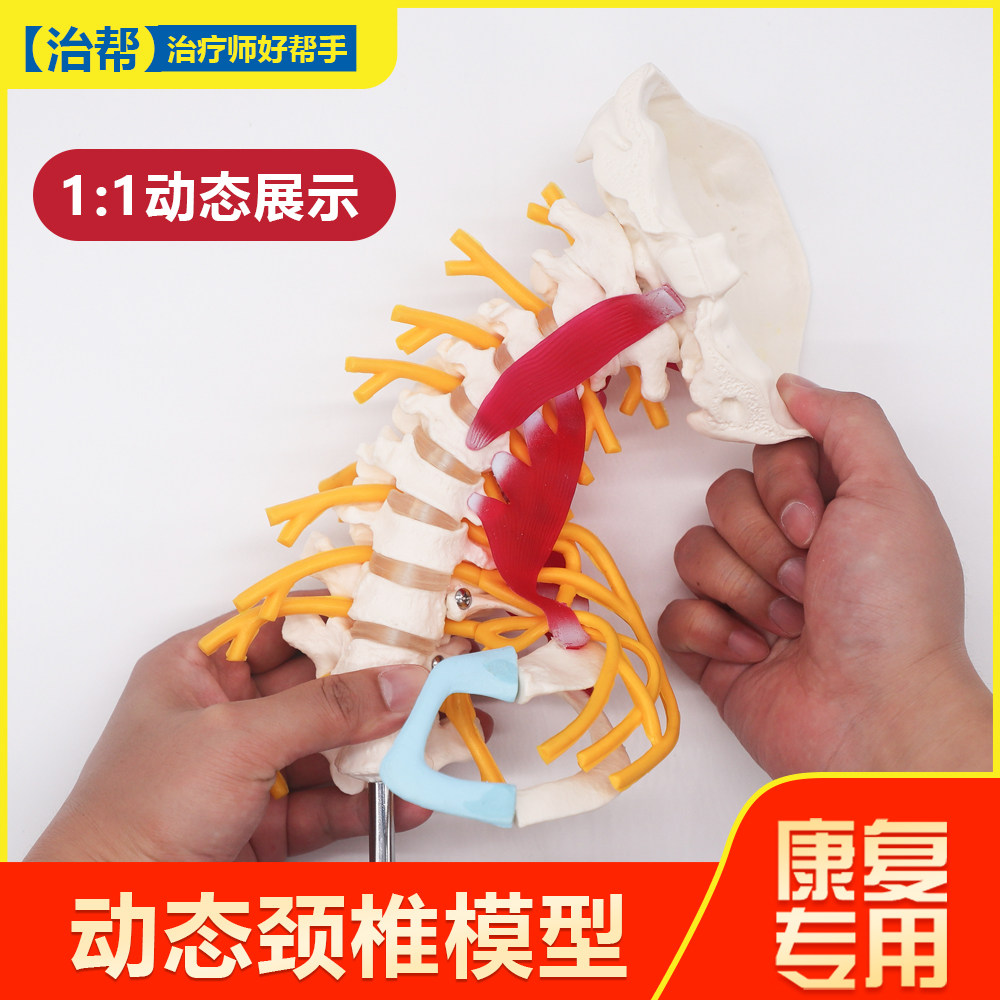 动态颈椎模型人体骨骼枕寰枢可动仿真医用教学教具蛛键盘颈动脉