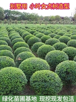 Small-leaf privet saplings golden-leaf privet green seedlings courtyard villa communities evergreen spherical hedge-shaped trees in all seasons
