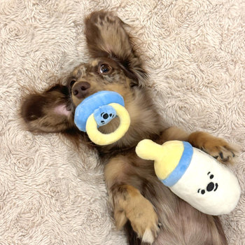 Pet toys make noises and chew on dachshund dogs to relieve boredom