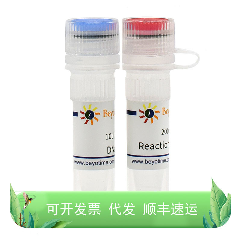 TUNEL检测阳性对照制备试剂盒