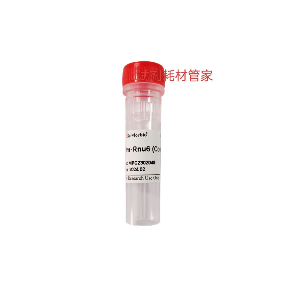 RNASweAMI人源阳性对照探针Hs-RNU6-1，Positive Control Probe