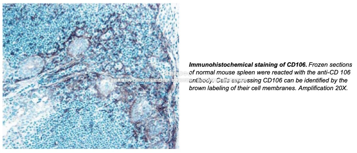 BD Pharmingen?Purified Rat Anti-Mouse CD106抗体，货号550547