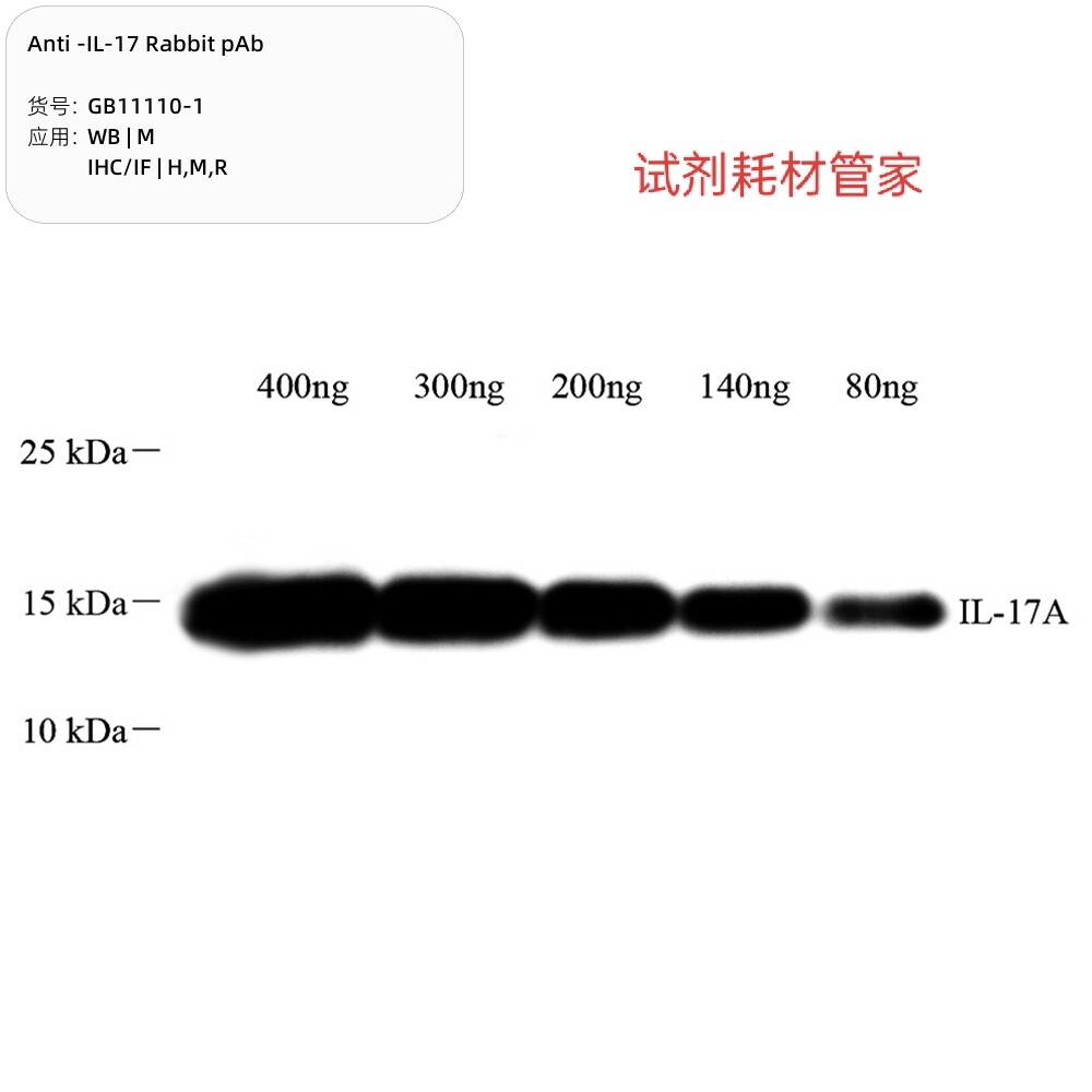 Anti -IL-17 Rabbit pAb,抗-IL-17兔 pAb,Interleukin-17A,100&mu;L