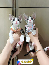 German curly kitten tiger spot open face pure white blue eyes purebred bloodline live non-shedding high IQ pet cat