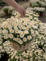 Популярно в интернете, 50 грамм