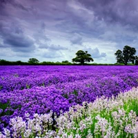 1000 капсул+жир