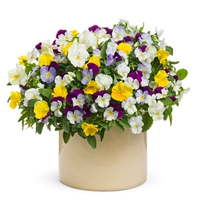 Три капсулы 300 300 человек+жир