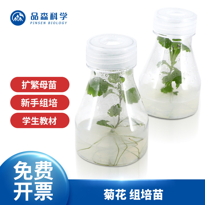 茉钡特生物菊花无菌组培苗瓶苗高中生物组织培养可转接扩繁实验苗