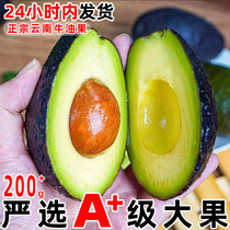 Yunnan Avocado Fresh Fruit Air Freight Domestic Extra Large Fruit Ready-to-Eat Xishuangbanna Hass Avocado Big Mac