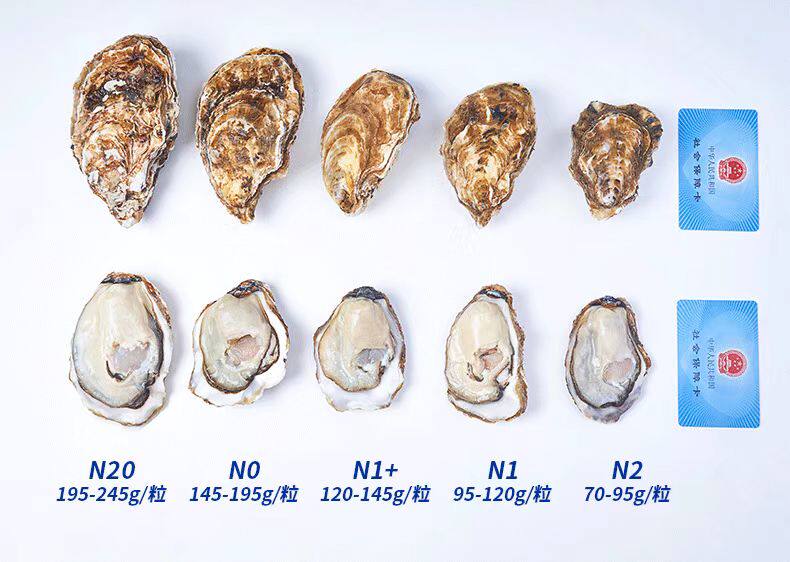 巴美亚 刺身生蚝 12粒装+加赠3粒 约3斤 礼盒装 图4