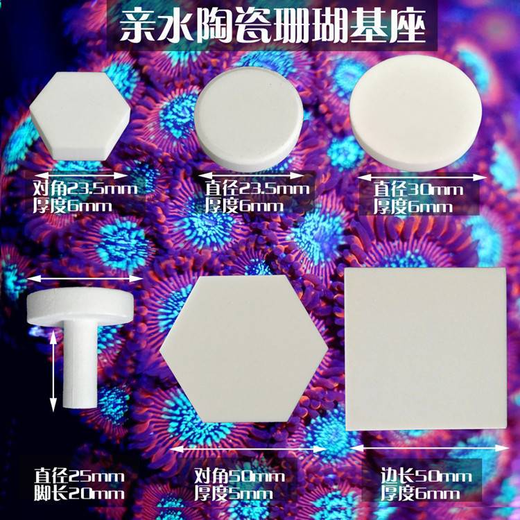 Seawater Fish Sea-Based Water Coral Broken Branch Limb Seat Button Seat Coral Base Seat Propagation Bracket Coral Tray