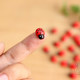 Seven-Star Ladybug Beetle Small Ladybug Micro-Landscape Moss Succulent Landscaping Children's Desktop Small Ornaments DIY Decoration
