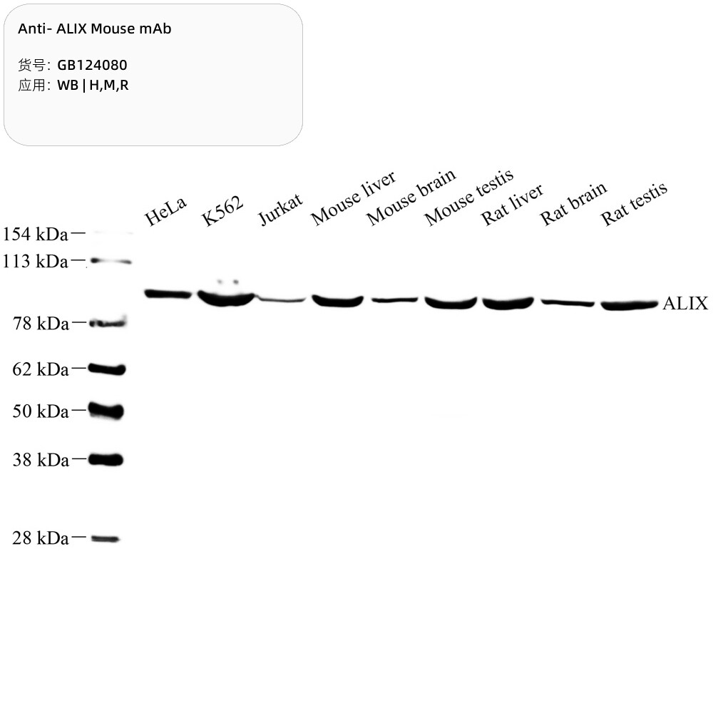 Servicebio抗ALIX小鼠单克隆抗体100&mu;L,适用WB,应用种属H/M/R
