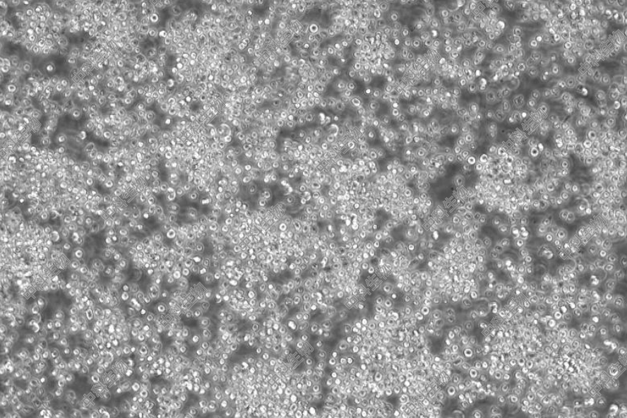 HyCyte?人B淋巴白血病细胞(Nalm-6) NALM-6-M1悬浮细胞 仅供科研
