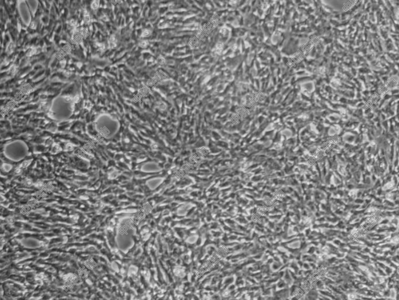 HyCyte?鼠小脑细胞(C8-D1A)，具有小神经胶质细胞特征 GFAP阳性