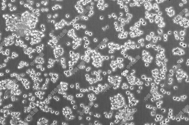 HyCyte?EBV转化淋巴细胞系AKATA,Akata-BL,Akata-EC细胞系1X10^6