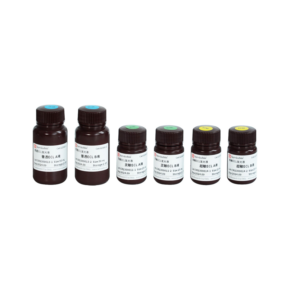Servicebio普通/灵敏/超敏ECL发光液组合装200mL结合HRP反应发光