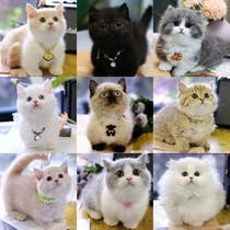Cat Live Animal British Shorthair Blue Cat Tabby Cheese American Shorthair Blue White Gold Silver Gradient Ragdoll Napoleon Short-legged Pet Cat