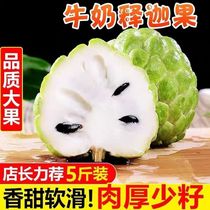 Сакаго Юньнань ананасы Pineapple Milk свежие фрукты 5 Cati of Dried Lychee Big Fruit Buddha head Moenigo now off 10