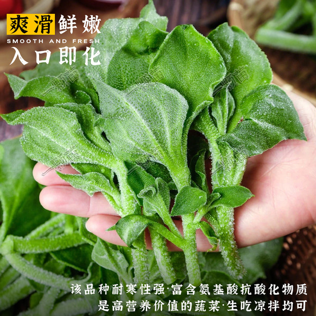 ລະດູໃບໄມ້ຫຼົ່ນ Crystal Ice Rapeseed Seeds Ice Rapeseed Seedlings Ice Grass Rapeseed Seeds Four Seasons Balcony Potted Vegetables