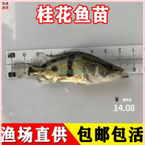 Mandarin fish Miao Gui mandarin fish fry mandarin fish fry freshwater osmanthus fish fry mandarin fish fry mandarin fish fry live fish aquaculture