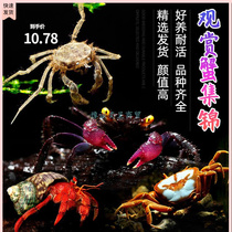 Phate crab Ornamental Crab Freshwater Fish Shrimp Crab Ornamental Crab Shrimp Live Ornamental Deep Water Crab Fresh Water Ornamental Crab