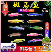 Cold water fish to watch live and good to watch cold water fish fresh water ornamental fish resistant to live cold water fish freshwater native fish