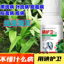 Special fungicide for Polygonatum japonica complete treatment of Polygonatum odoratum disease Polygonatum odoratum fungicide Polygonatum odorifera fungicide