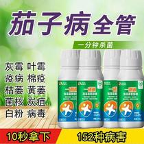 Special medicine for eggplant viral diseases: Verticillium wilt anthracnose gray mold root rot fusarium wilt complete treatment of eggplant diseases