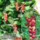 O64-Rubber Rosé Grapes (5 штук цены)
