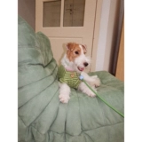 Tagi.《Ха-ха》ха-ха, цвет питомца, цвет кошки, в тон, в полоску для собаки, хлопковая дышащая одежда для домашних животных, тонкий срез