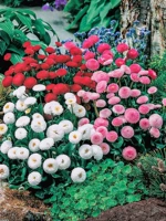 Дейзи смешана с 200 капсулами+горшки+почва+удобрения