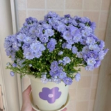 Датские семена семян цветочных семян ветра цветут в четырех сезонах, когда почва видит почву, в помещении и на открытом воздухе балконы двора легко жить