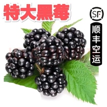 Black raspberry fresh fruit raspberry fresh fruit thornless pregnant women fruit four seasons extra large fruit rare SF air transport