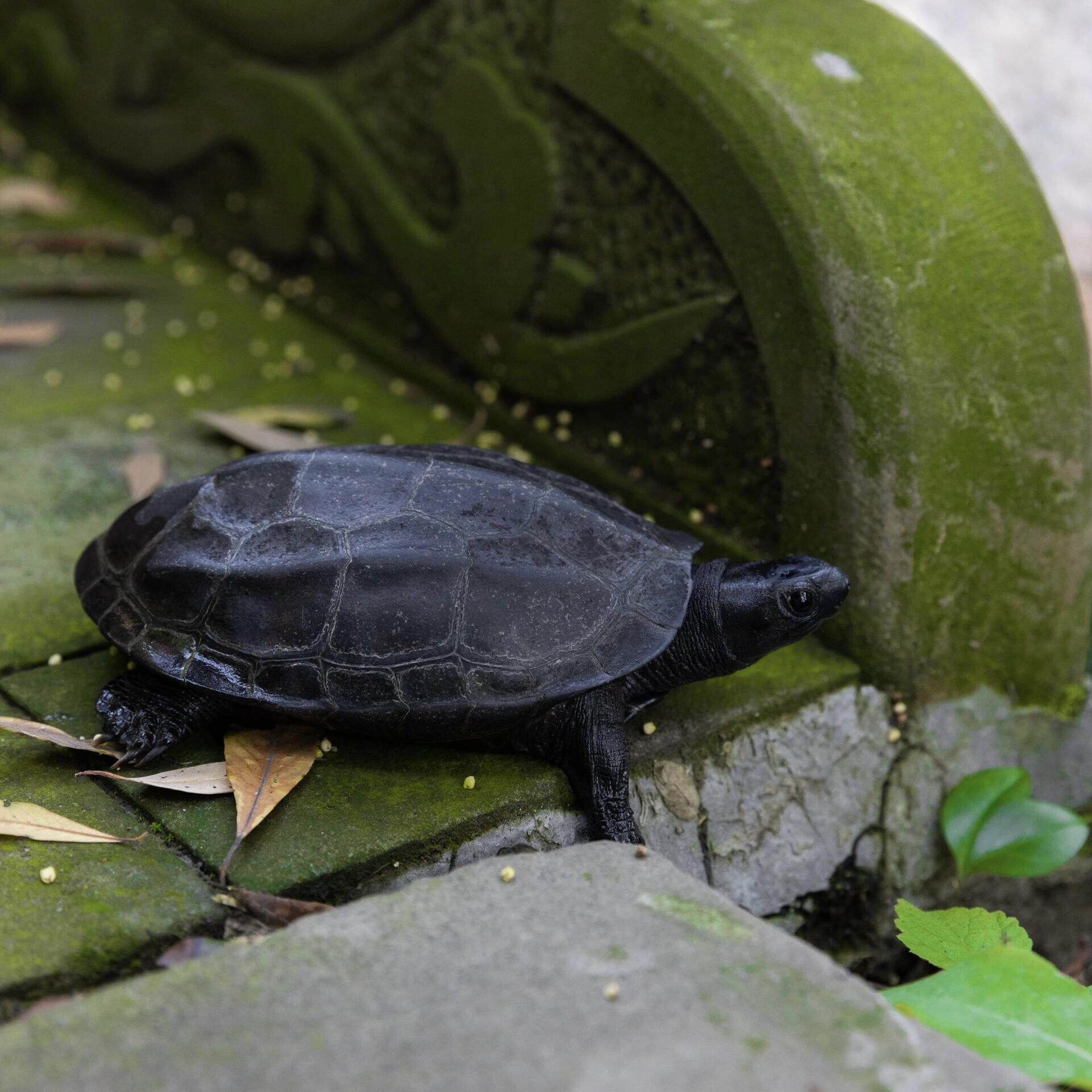 萌宠新宠 💖 | 顶墨苗活体小乌龟,长寿中华草龟观赏小龟苗 🐢-龟-淘宝好物网